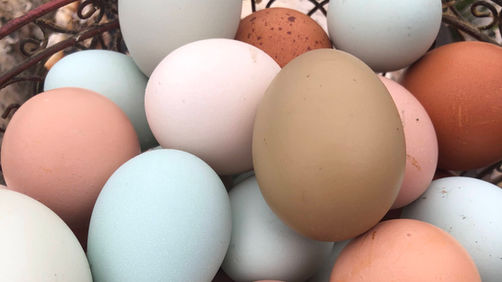 colorful eggs