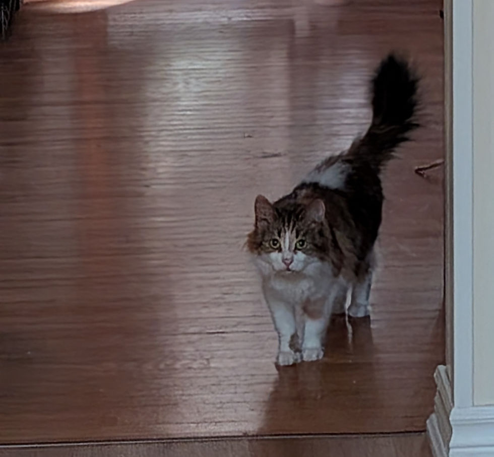 Muffin 2.jpg