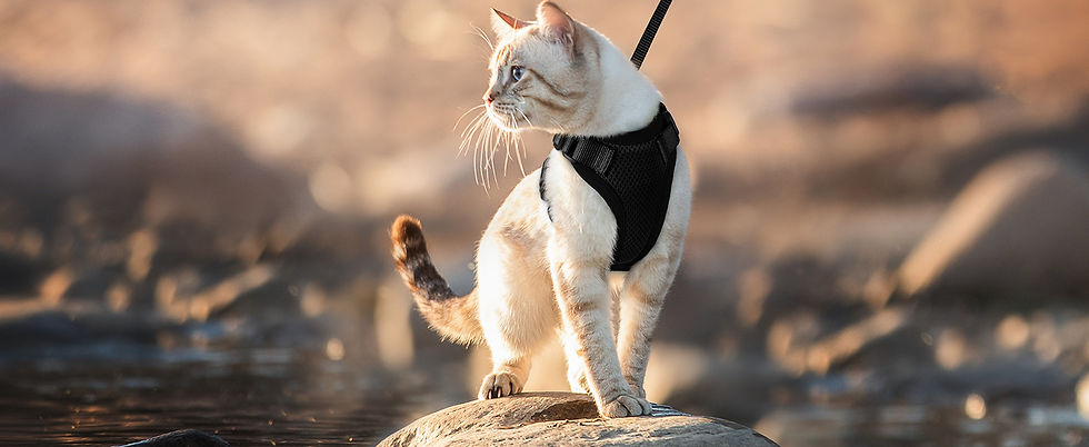 Thumbnail: Ultimate Escape-Proof Tactical Cat Harness