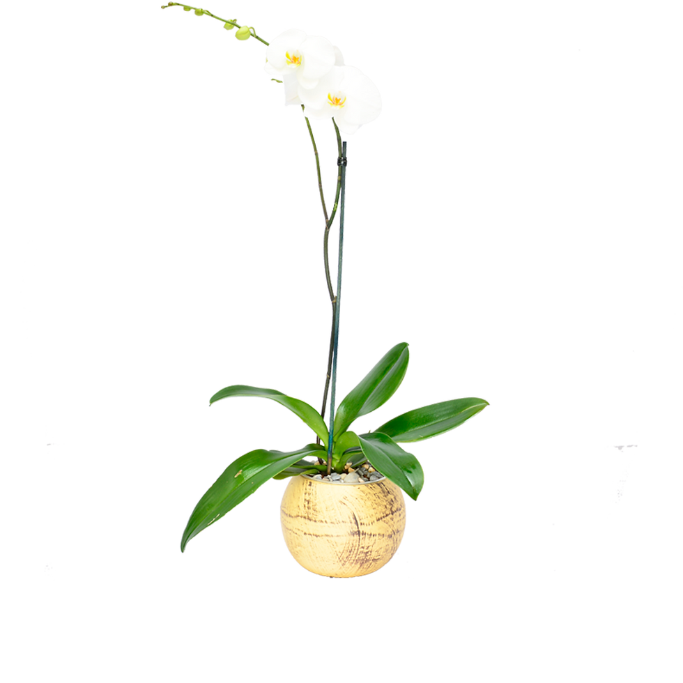Orquídea Boonn