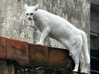 Gato branco