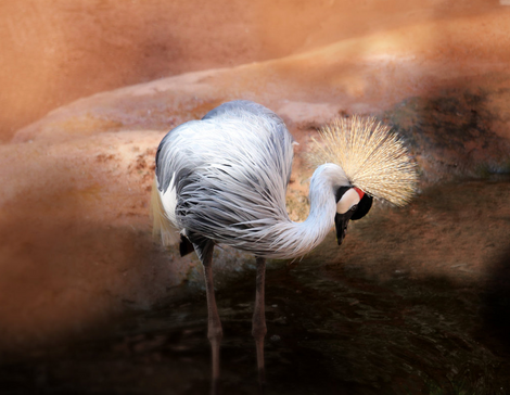 Foto von Vogel als Inspiration