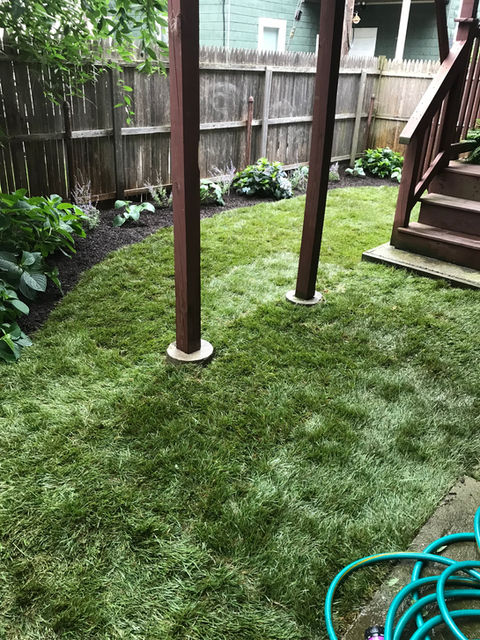 Fresh sod, mulch bed, and plantings in tiny yard.