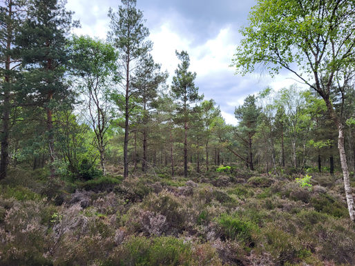 Environment Committee Approves Nature Restoration Law agreement