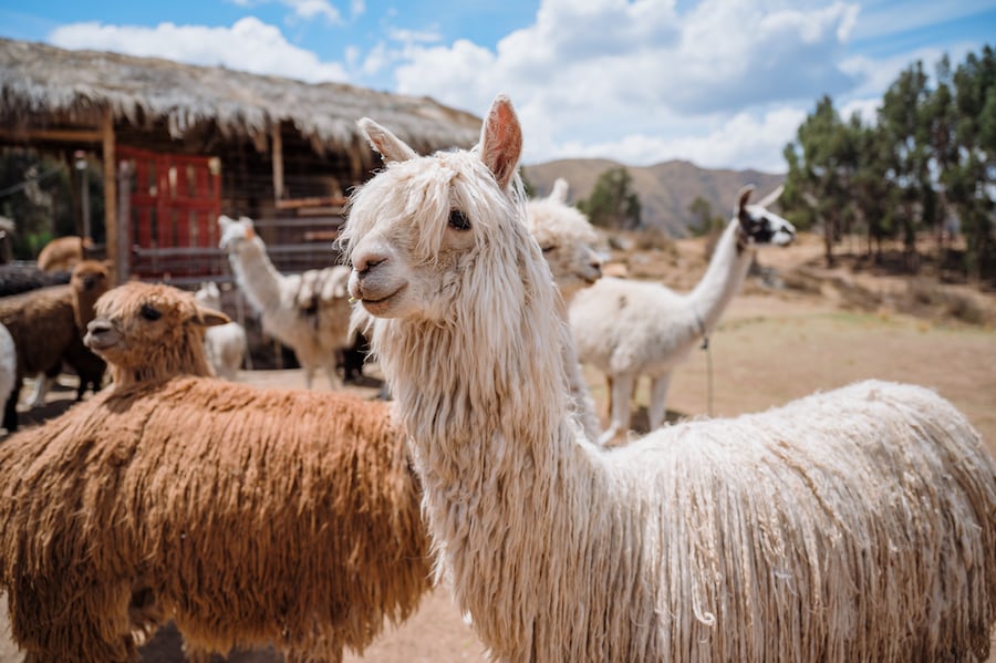 Alpacas in Peru