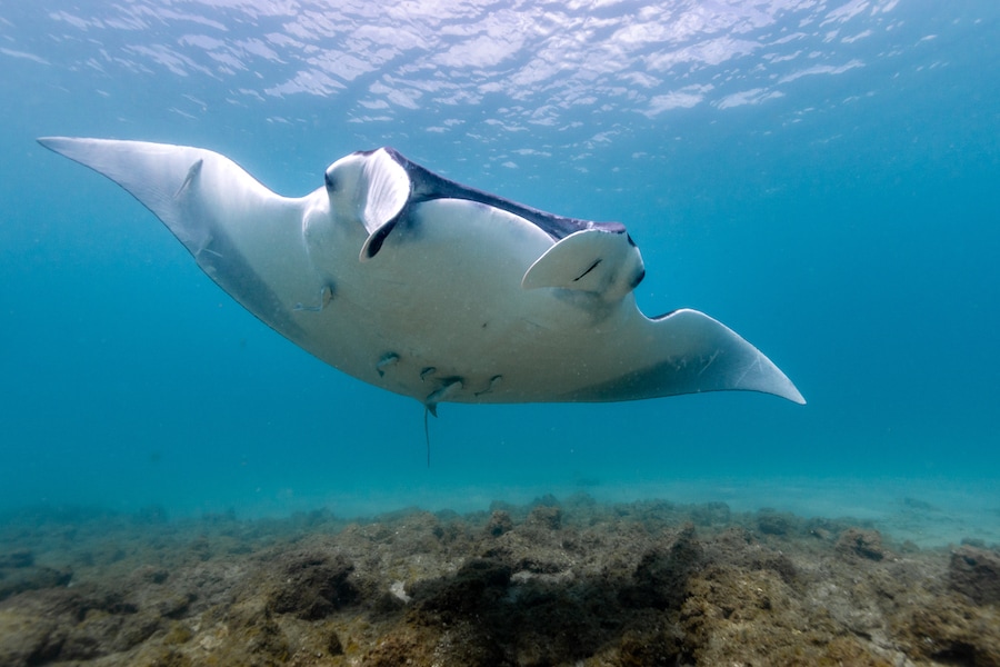 Juvenile Manta Ray