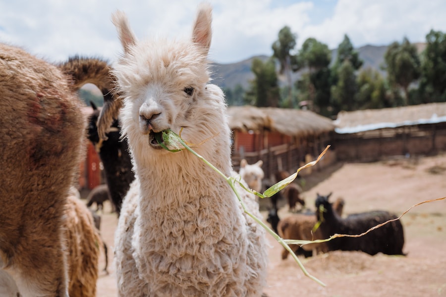 Alpacas in Peru