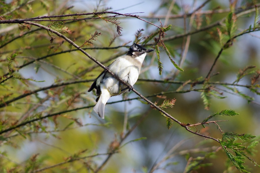 Light-vented Bulbul