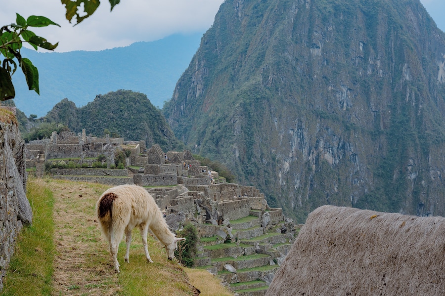 Alpacas in Peru