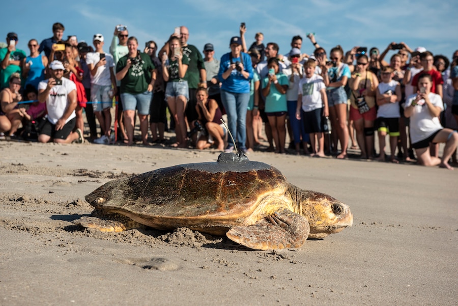 Disney’s Animals, Science and Environment cast members lead collaborative research and conservation efforts focused on protecting sea turtles, butterflies, purple martin songbirds, and more.