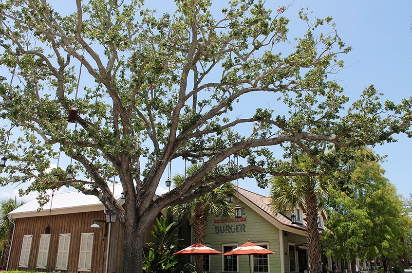 D-Luxe Burger at Disney Springs