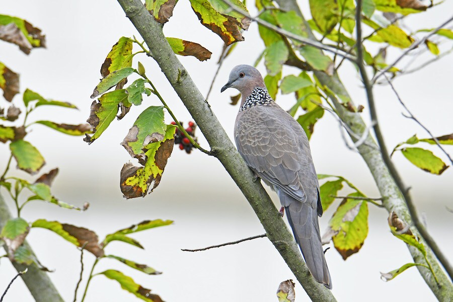 Spotted Dove