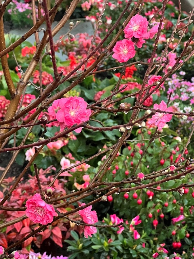 Flowers at Hong Kong Disneyland’s Lunar New Year 2023