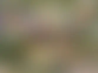 Adventureland Treehouse at Disneyland Park Returns in Fresh, New Way in 2023