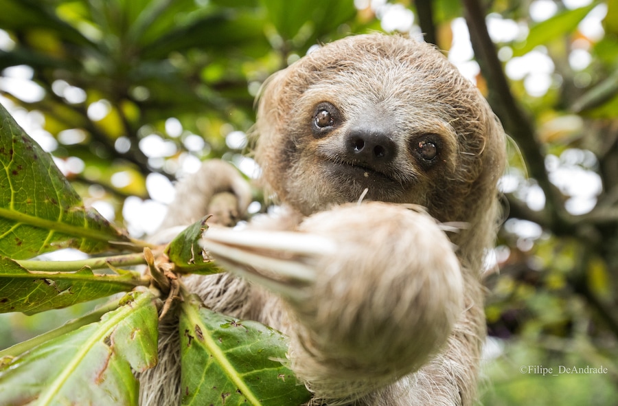 Credit: Filipe DeAndrade