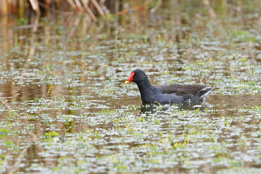 Common Moorhen