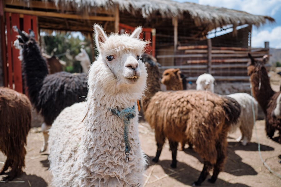 Alpacas in Peru