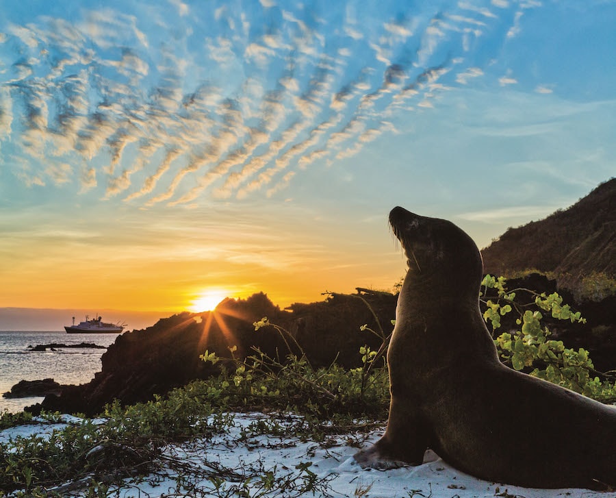 Sunset with Galapagos Sea Lion