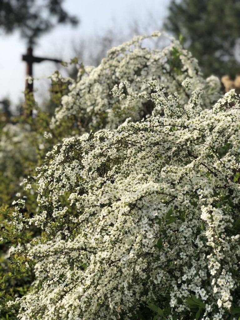 Springtime flowers at Shanghai Disney Resort