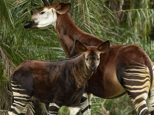 Beni the Okapi Makes First Appearance on Disney’s Animal Kingdom Lodge Savanna