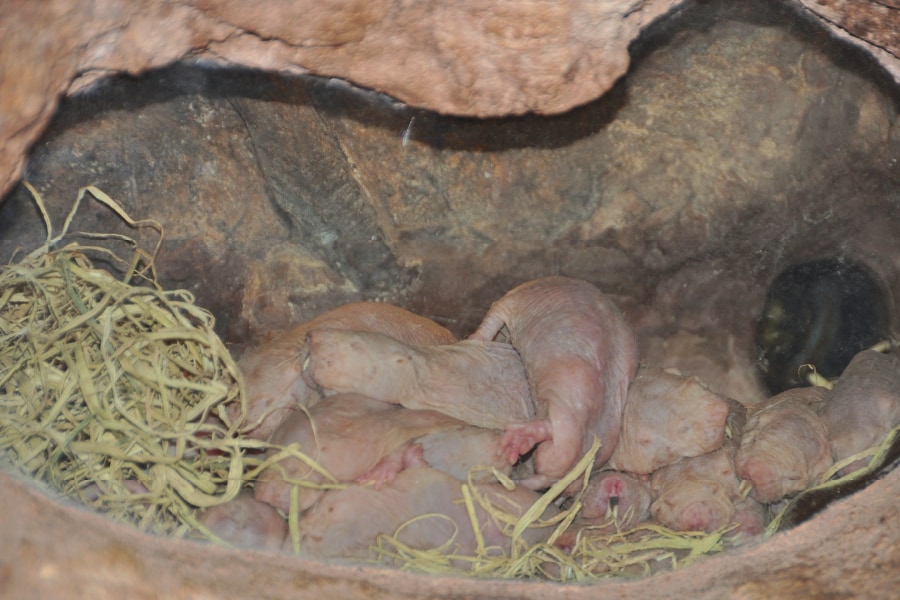 5 “Secret” Animals at Disney’s Animal Kingdom