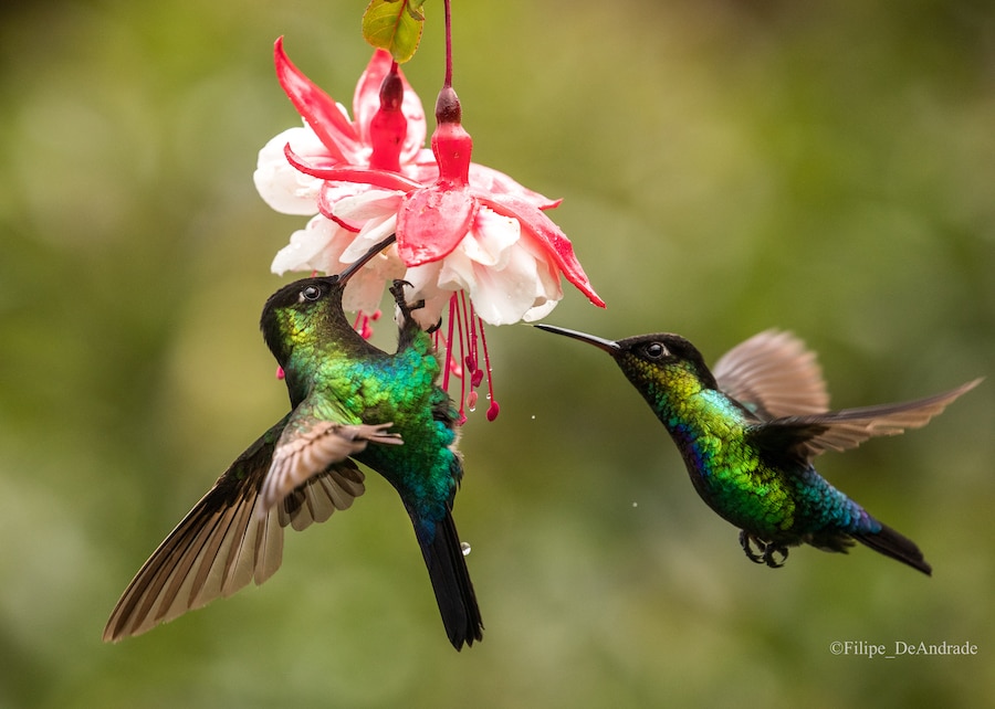 Credit: Filipe DeAndrade