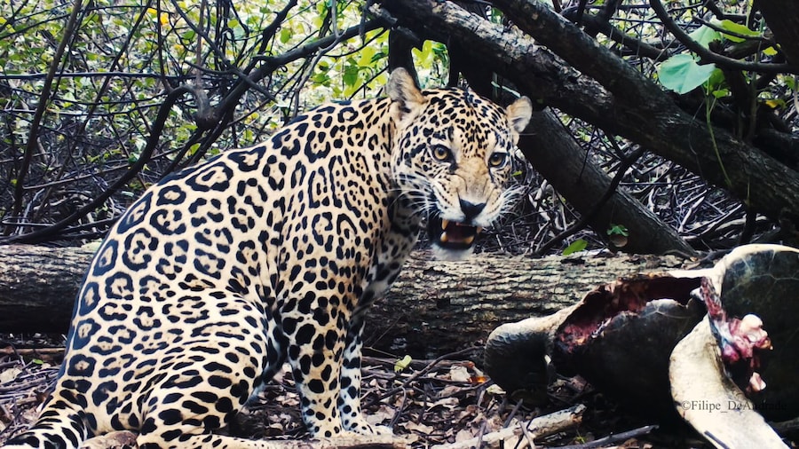 Credit: Filipe DeAndrade