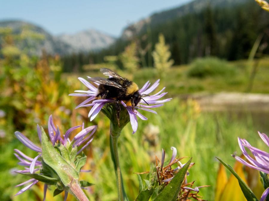 Western Bumblebee