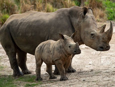 3 Rhino Siblings Meet at Kilimanjaro Safaris and Help Drive Disney Conservation