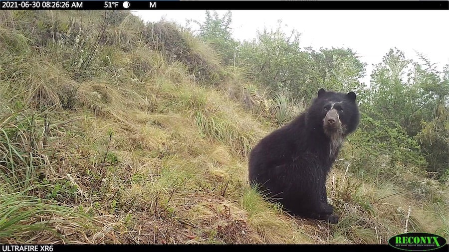 An Andean bear