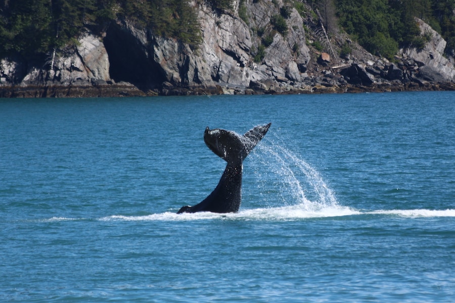 Whale tale in the ocean