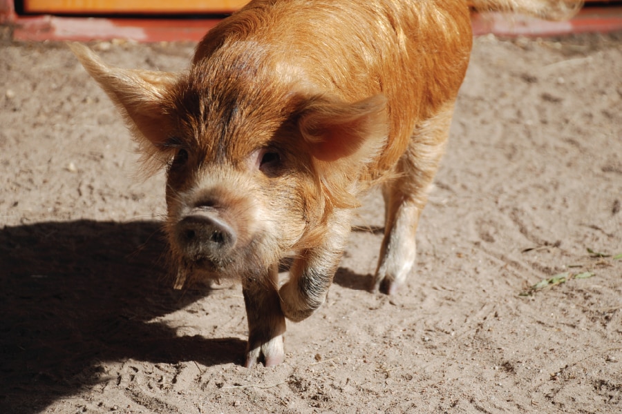 Animal at Rafiki’s Planet Watch, 5 “Secret” Animals at Disney’s Animal Kingdom