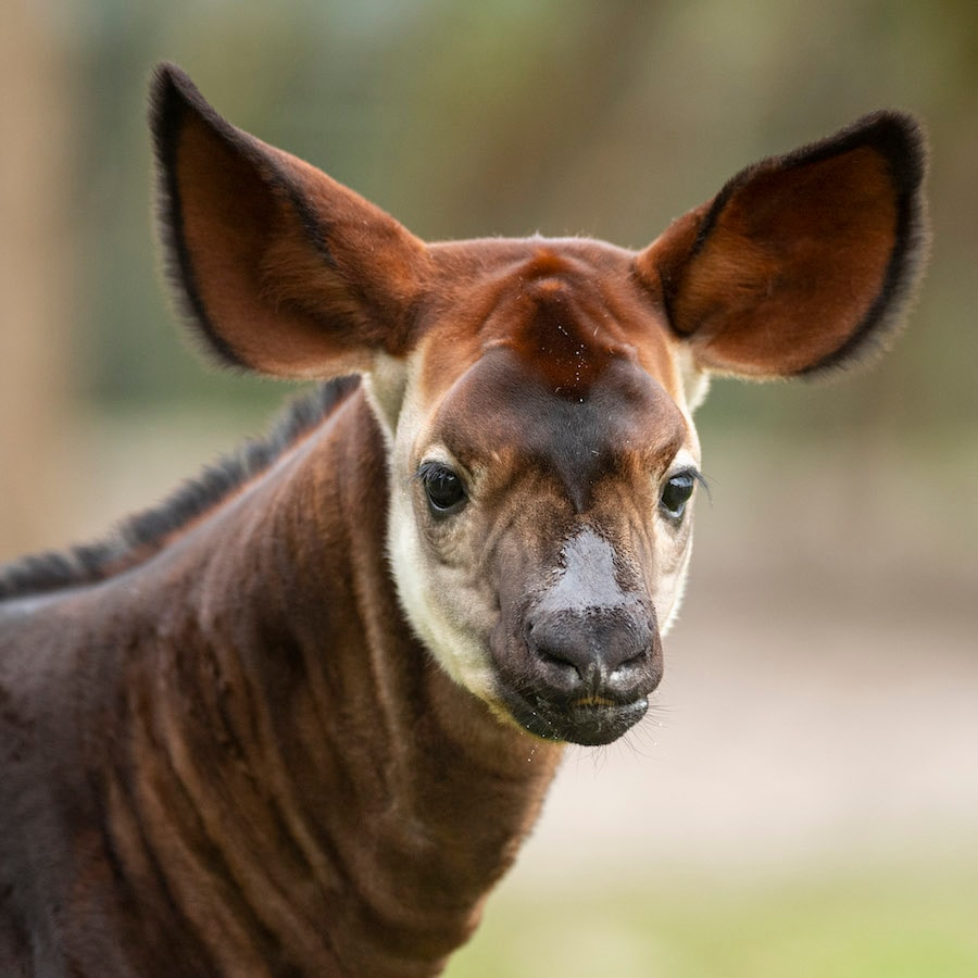 Beni the Okapi on the Savanna at Disney’s Animal Kingdom Lodge