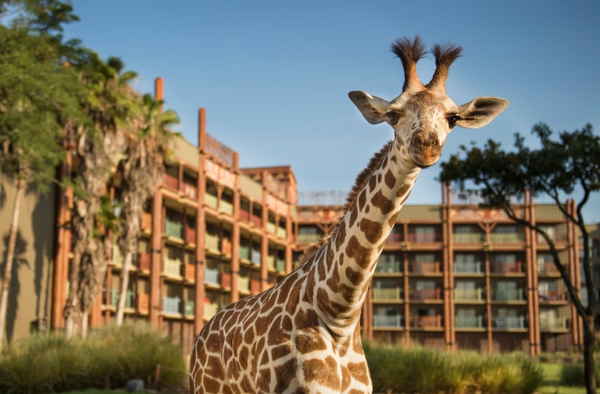 Disney’s Animal Kingdom Lodge in the Walt Disney World Resort - giraffe at hotel pictured