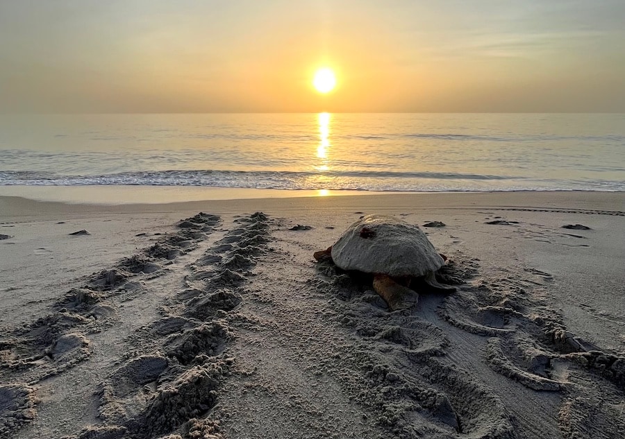 Sea Turtle Conservation at Disney’s Vero Beach Resort