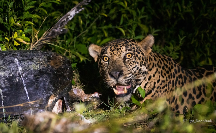 Credit: Filipe DeAndrade