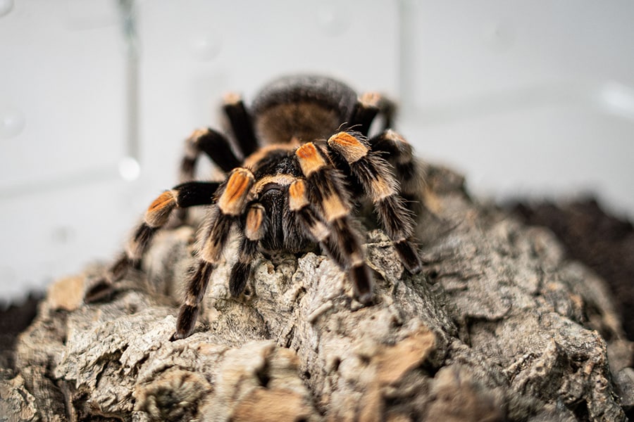 Mexican red-knee tarantula