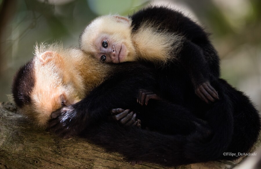 Credit: Filipe DeAndrade