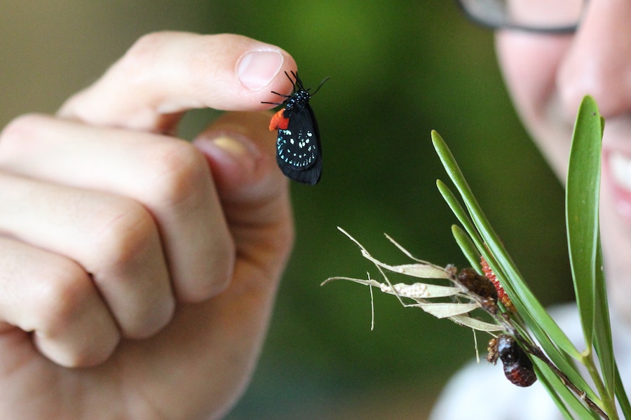 Disney’s Animals, Science and Environment cast members lead collaborative research and conservation efforts focused on protecting sea turtles, butterflies, purple martin songbirds, and more.