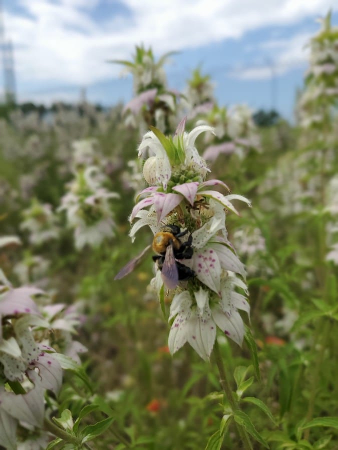 Bumblebee on a Bee Palm