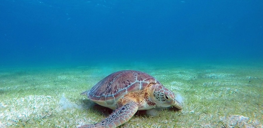 Green Turtle Grazing