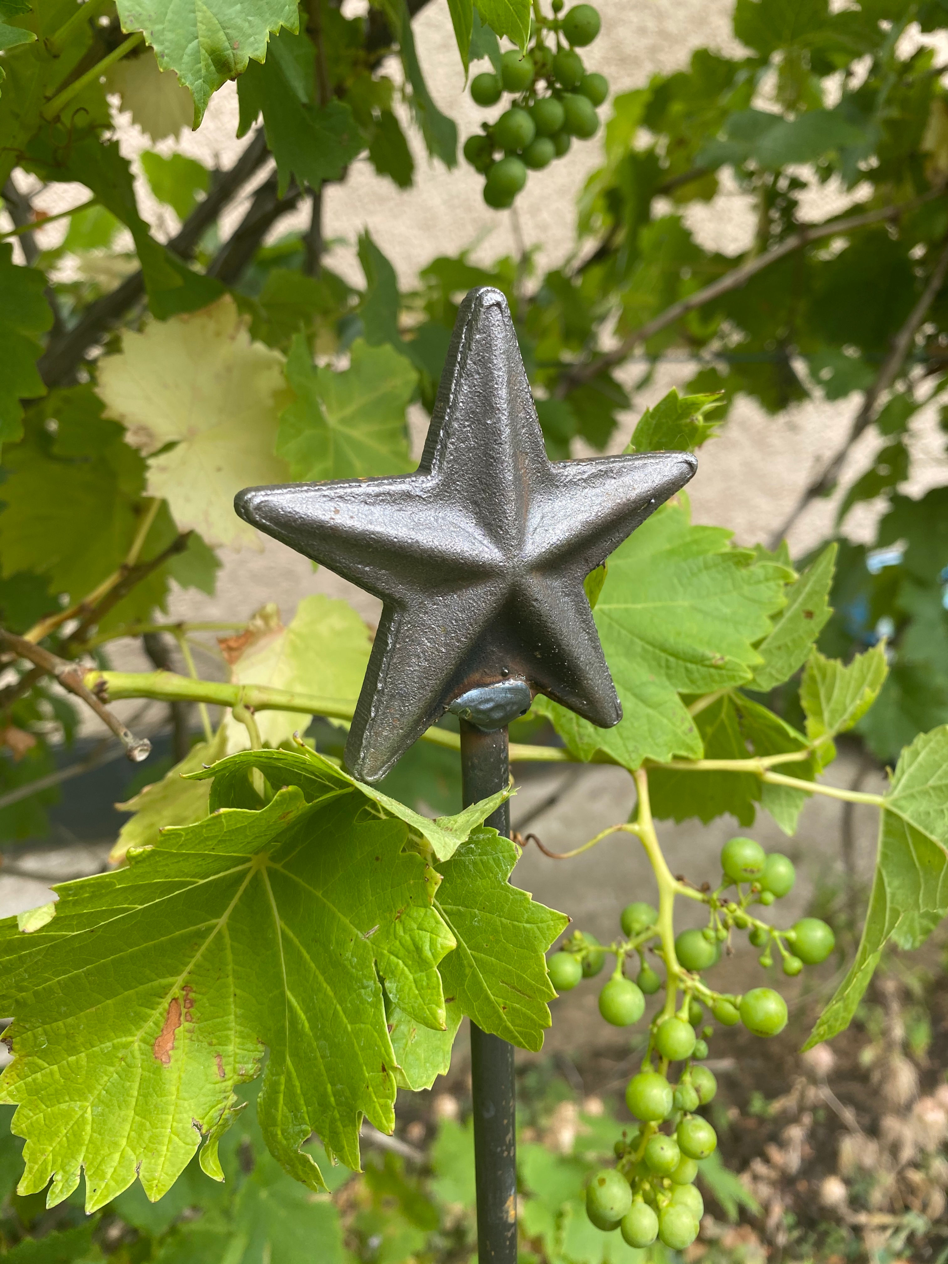 Star Plant Support