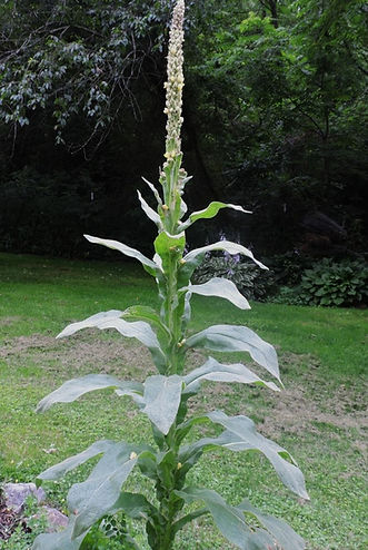 Mullein