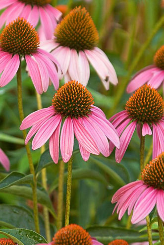 Echinacea, purple coneflower