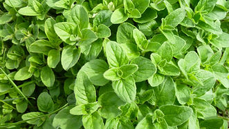 Oregano, Wild Marjoram, Winter Sweet, Mountain Mint