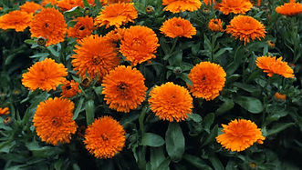 Calendula, marigold