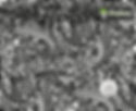 844-Islander-Pacific-Island-Trival-Tattoo-Hydrographics-Film-Pattern-Buy-WHITE-Quarter-Go-Big-Brain_