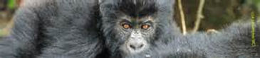 Eastern Lowland Gorilla