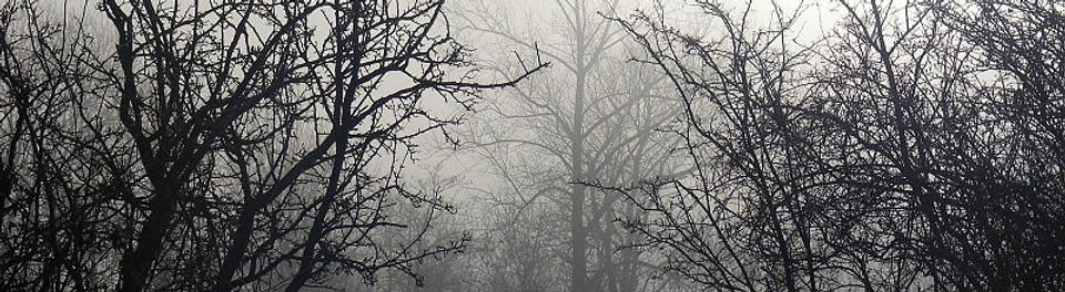 trees-dark-forests-wallpaper-521849.jpg