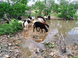 TEMAS DE ATER: Conforto Animal
